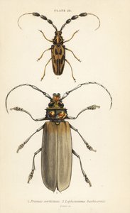 Orthomegas cinnamomeus Prionus corticinus 1 i Batus barbicornis, Lophonocerus barbicornis 2 autorstwa English School