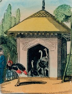 Dom strusia i emu w londyńskim zoo. lata czterdzieste autorstwa English School