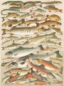 Nasze brytyjskie ryby słodkowodne autorstwa English School