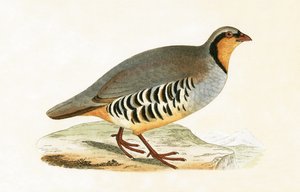 P Graeca, Var, ilustracja z „Historii ptaków Europy nieobserwowanych na wyspach brytyjskich” Charlesa Roberta Bree (1811-86), opublikowana w 1867 r.