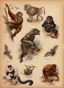 Strona z obrazka „Dzieje ludowe” Historia naturalna, ok. 1900 (chromolitho) autorstwa English School