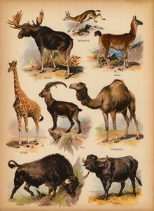 Strona z obrazka „Dzieje ludowe” Historia naturalna, ok. 1900 (chromolitho) autorstwa English School