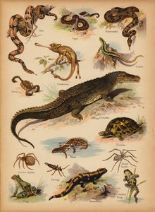 Strona z obrazka „Dziedziki” Historia naturalna, ok. 1900 (chromolitho) autorstwa English School