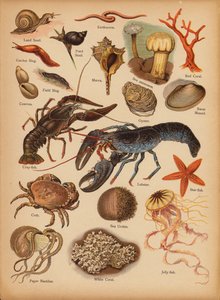 Strona z obrazka „Dziedziki” Historia naturalna, ok. 1900 (chromolitho) autorstwa English School