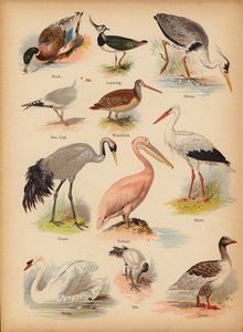 Strona z obrazka „Dzieje ludowe” Historia naturalna, ok. 1900 (chromolitho) autorstwa English School