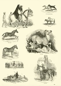 Strona z Obrazkowego Muzeum Przyrody Ożywionej