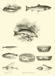 Strona z Obrazkowego Muzeum Przyrody Ożywionej autorstwa English School