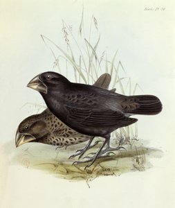 Para Geospiza Magnirostris z Zoologii Podróży H.M.S. Beagle 1832-36, Charles Darwin (1809-92), 1840 Londyn autorstwa English School