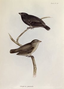 Para Geospiza Parvula, ilustracja z Zoologii Podróży H.M.S. Beagle, 1832-36, Charles Darwin (1809-92), 1840 autorstwa English School