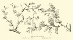 Palestyna Ciernie autorstwa English School