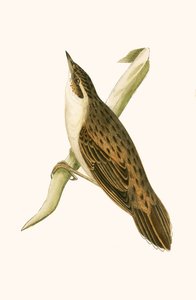 Locustelle Pallasa, ilustracja z „Historii ptaków Europy nieobserwowanych na wyspach brytyjskich” Charlesa Roberta Bree (1811-86), opublikowana w 1867 r. autorstwa English School
