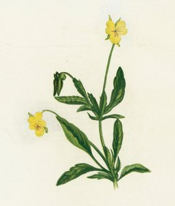 Bratek, czyli Heartsease, Viola Tricolor autorstwa English School