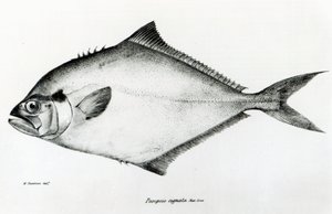 Paropsis Signata, tablica 13 z „Zoologii podróży H.M.S Beagle, 1832-36” Karola Darwina autorstwa English School
