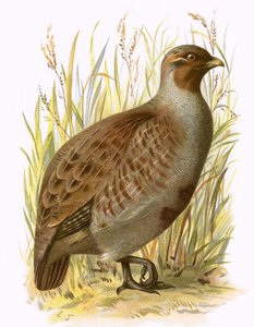 Kuropatwa