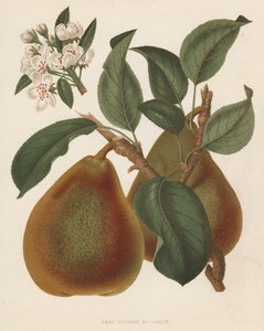 Pear Doyenne du Comice (kolorowa litografia) autorstwa English School