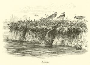 Peewits autorstwa English School