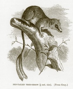 Ryjówka australijska, ilustracja z Królewskiej Historii Naturalnej autorstwa English School