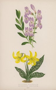 Krasifolium pięciolistkowe; Erytron amerykański (kolor lito) autorstwa English School