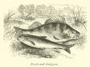 Okoń i Gudgeon autorstwa English School