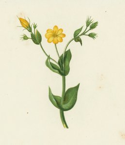 Perfoliate Yellow Wort, Chlora Perfoliata (kolor lito) autorstwa English School