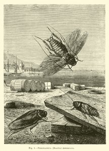 Periplaneta (Blatta) amerykańska autorstwa English School