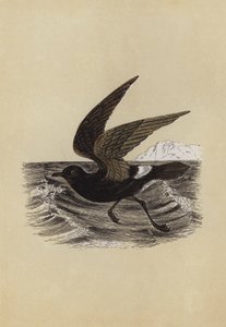 Petrel (litografia kolorowa) autorstwa English School