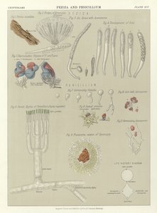 Peziza i Penicillium autorstwa English School