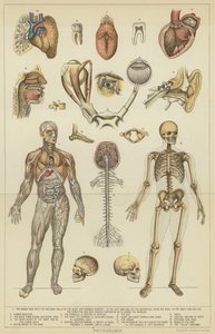 Fizjologia (kolorowa litografia) autorstwa English School