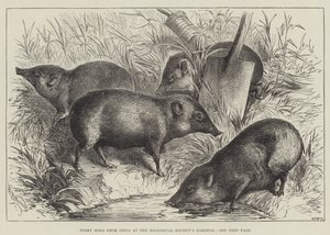 Pigmy Hogs z Indii w Ogrodach Towarzystwa Zoologicznego (grawerowanie) autorstwa English School