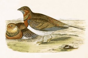 Cietrzew piaskowy, ilustracja z „Historii ptaków Europy nieobserwowanych na wyspach brytyjskich” Charlesa Roberta Bree (1811-86), opublikowana w 1867 r.