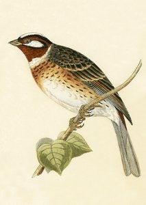 Trznadel sosnowy, ilustracja z „Historii ptaków Europy nieobserwowanych na wyspach brytyjskich” Charlesa Roberta Bree (1811-1886), opublikowana w 1867 r. autorstwa English School