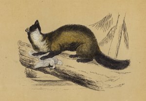 Pine Marten (kolorowa litografia) autorstwa English School