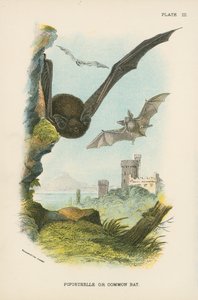 Pipistrelle lub nietoperz zwyczajny autorstwa English School