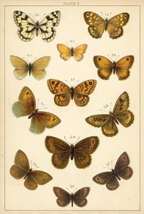 Talerz Motyle i ćmy naszego kraju (chromolitho) autorstwa English School