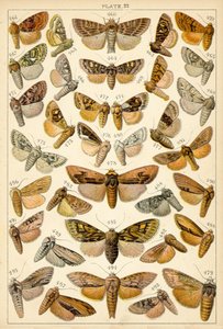 Talerz Motyle i ćmy naszego kraju (chromolitho) autorstwa English School