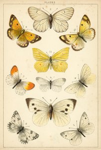 Talerz Motyle i ćmy naszego kraju (chromolitho) autorstwa English School