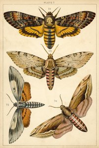 Talerz Motyle i ćmy naszego kraju (chromolitho) autorstwa English School