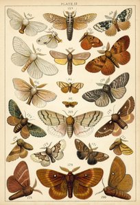 Talerz Motyle i ćmy naszego kraju (chromolitho) autorstwa English School