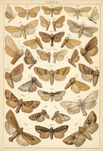 Talerz Motyle i ćmy naszego kraju (chromolitho) autorstwa English School