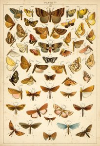 Talerz Motyle i ćmy naszego kraju (chromolitho) autorstwa English School