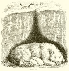 Niedźwiedź polarny autorstwa English School