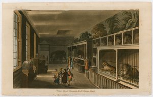 Politos Royal Menagerie, Exeter Change, Strand autorstwa English School