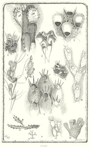 Polyzoa (grawerunek) autorstwa English School