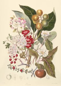 Pomaceae, plemię jabłoni autorstwa English School
