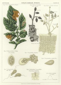 Choroba ziemniaka, grzyb autorstwa English School