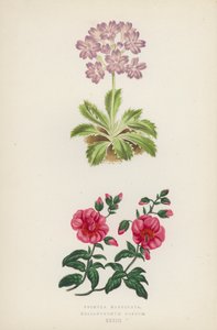pierwiosnek marginata; Helianthemum Roseum (kolor lito) autorstwa English School