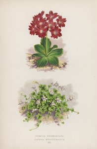 Primula Pedemontana; Linaria Hepaticaefolia (kolor lito) autorstwa English School