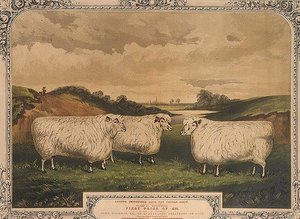 Nagroda owca Cotswold, karmiona karmą doprawioną przyprawą Thorley