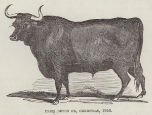 Nagroda Devon ox, Boże Narodzenie autorstwa English School