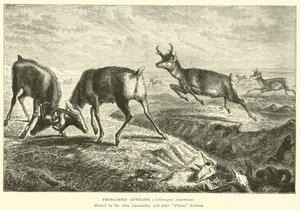 Antylopa rogowa, Antilocapra Americana autorstwa English School